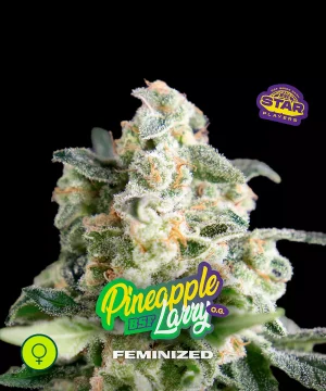 Pineapple Larry OG