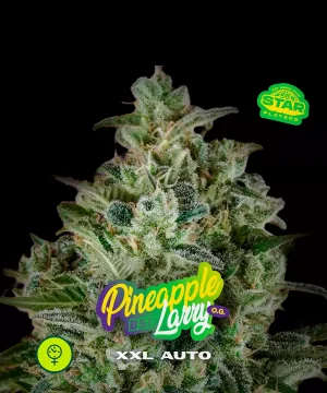 Pineapple Larry OG XXL Auto