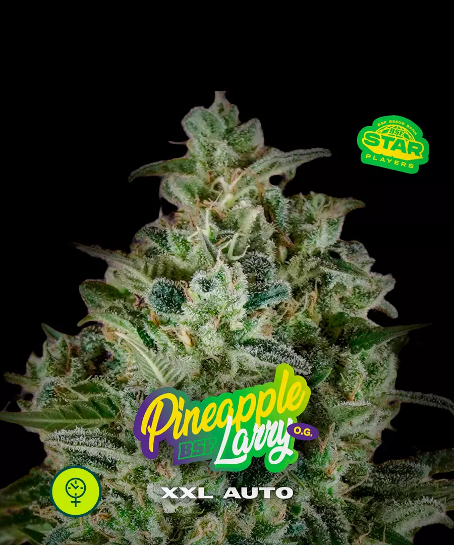Pineapple Larry OG XXL Auto