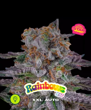 Rainbows XXL Auto