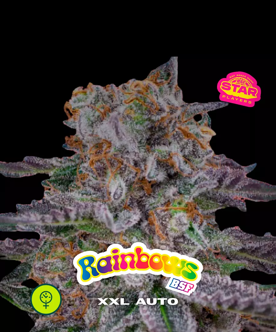 Rainbows XXL Auto
