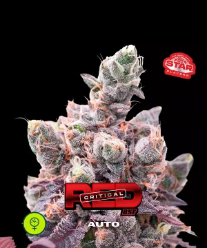 Red Critical Auto
