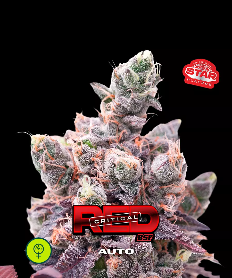 Red Critical Auto