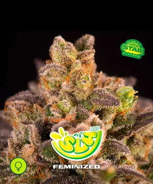 SLH - Super Lemon Haze