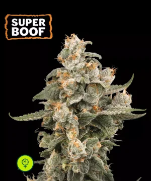 Super Boof Autoflower