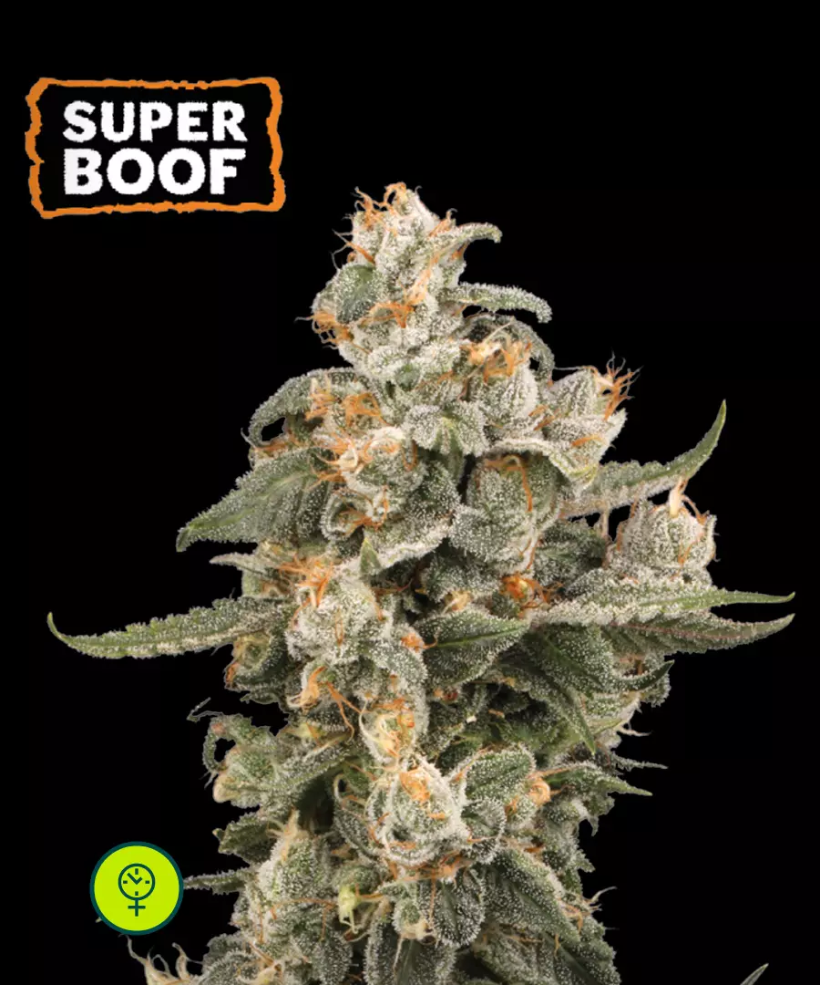 Super Boof Autoflower