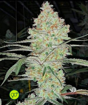 Super Lemon Haze IBL – flower Super Lemon Haze IBL - flower