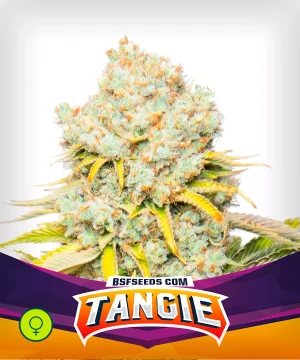 Tangie