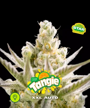 Tangie XXL Auto