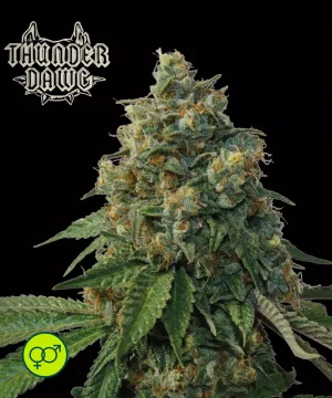 Thunder Dawg - Regular