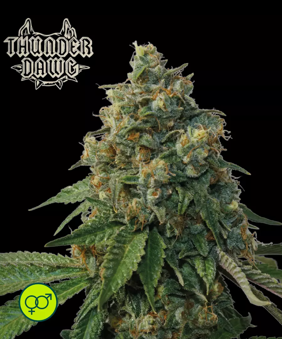 Thunder Dawg - Regular