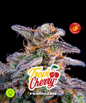 TropiCrerry