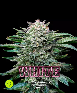 White Gorilla