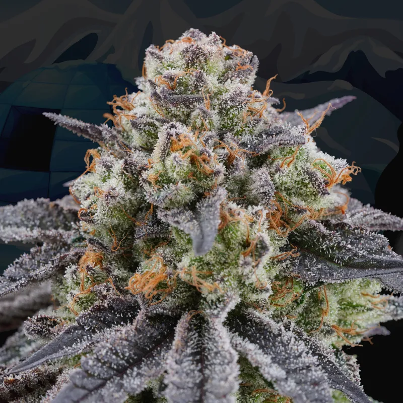 Artic Cherries - Imagem 4