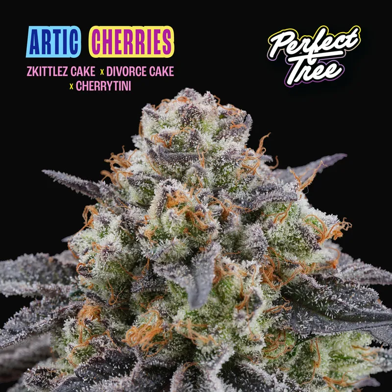 Artic Cherries - Imagem 3