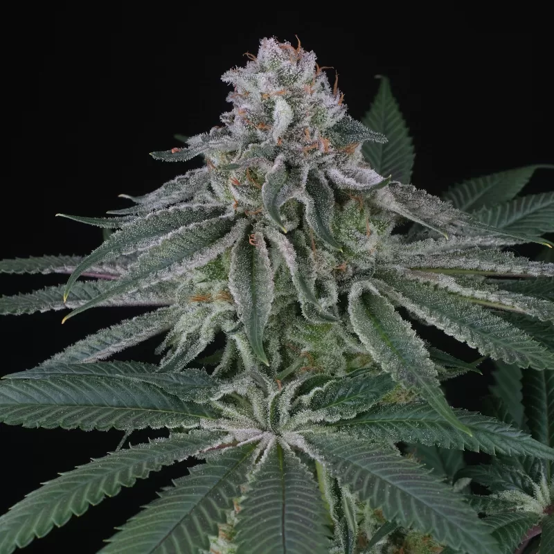 Backyard Banana - Imagem 4