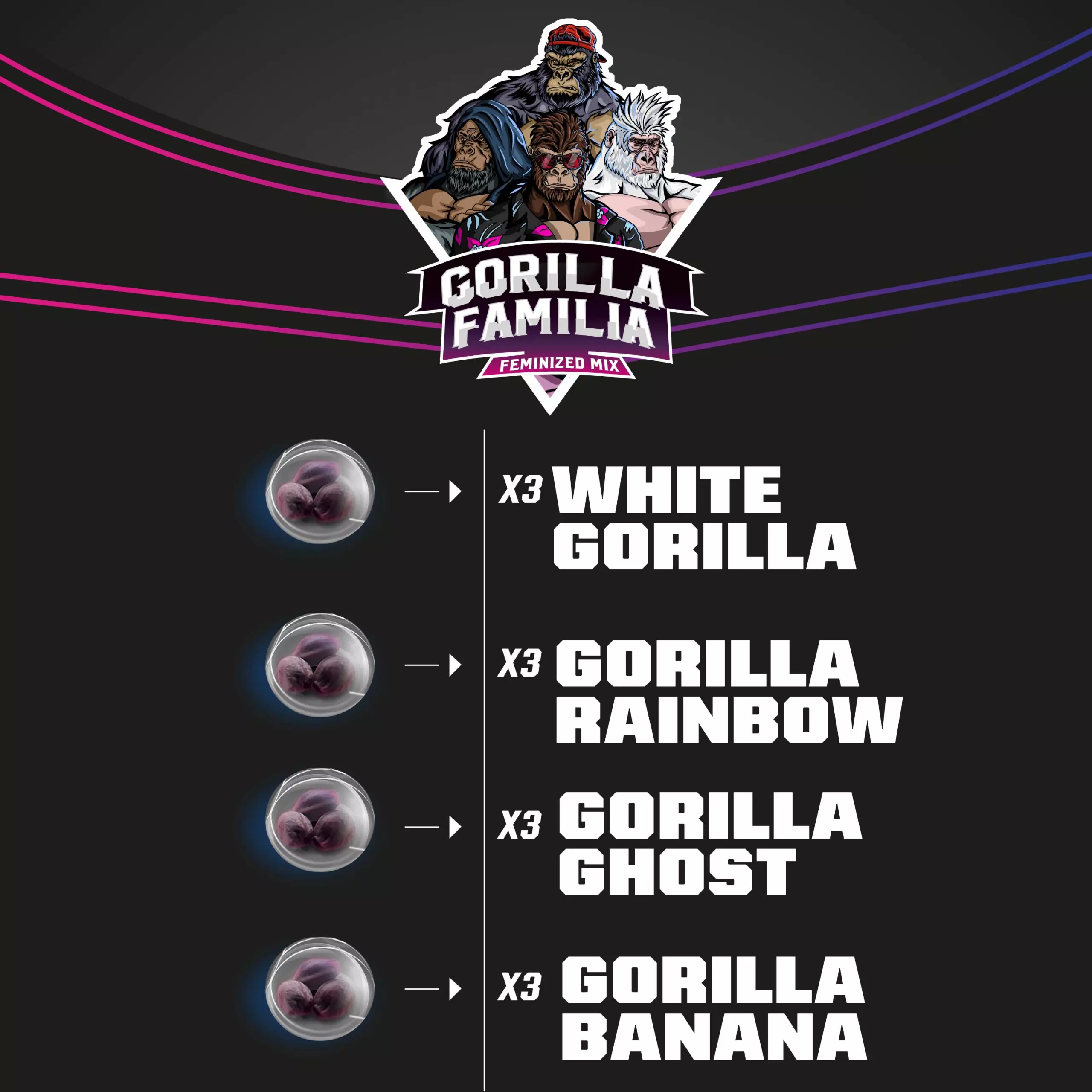 gorilla-familia