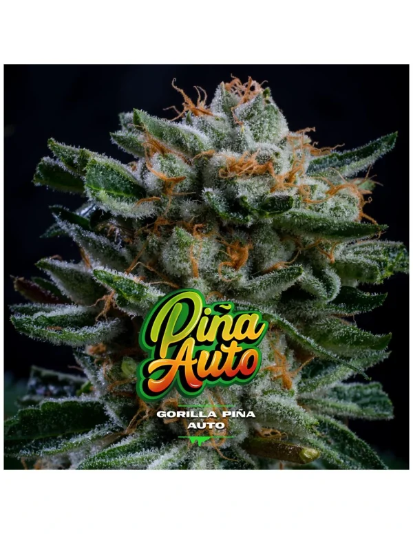 Gorilla Piña Auto - Imagem 5