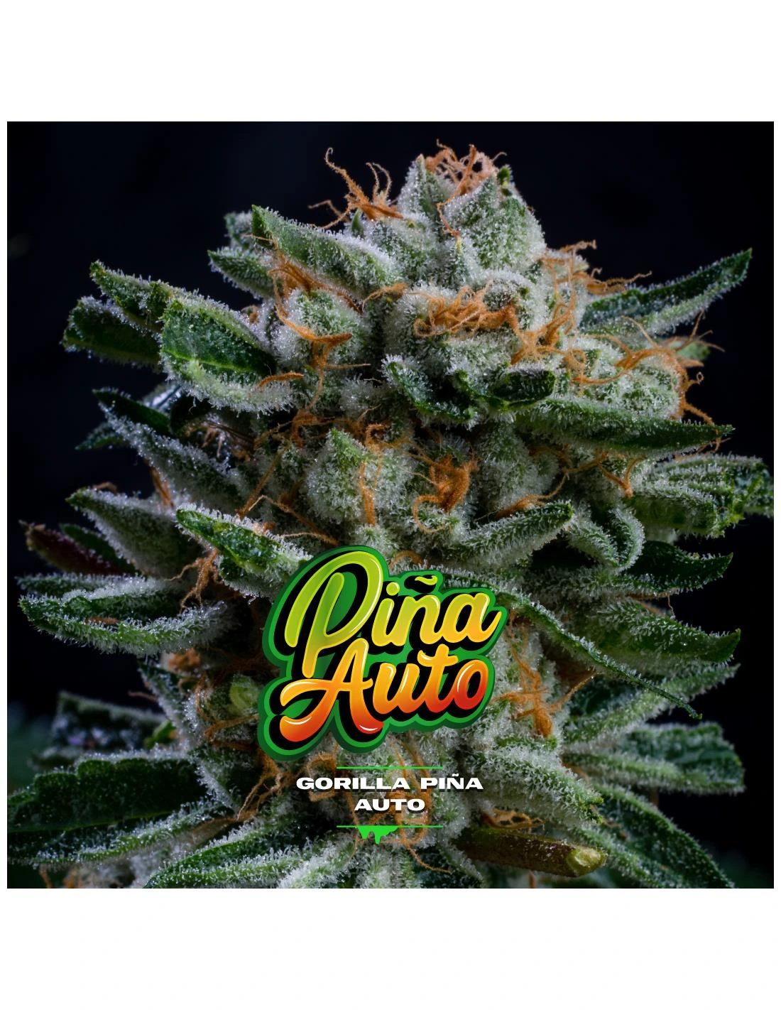 Gorilla Piña Auto - Imagem 5
