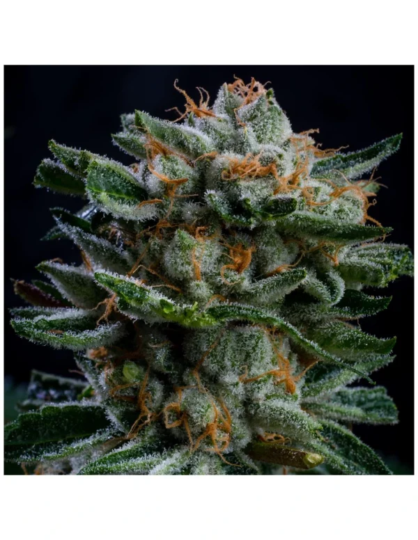 Gorilla Piña Auto - Imagem 6