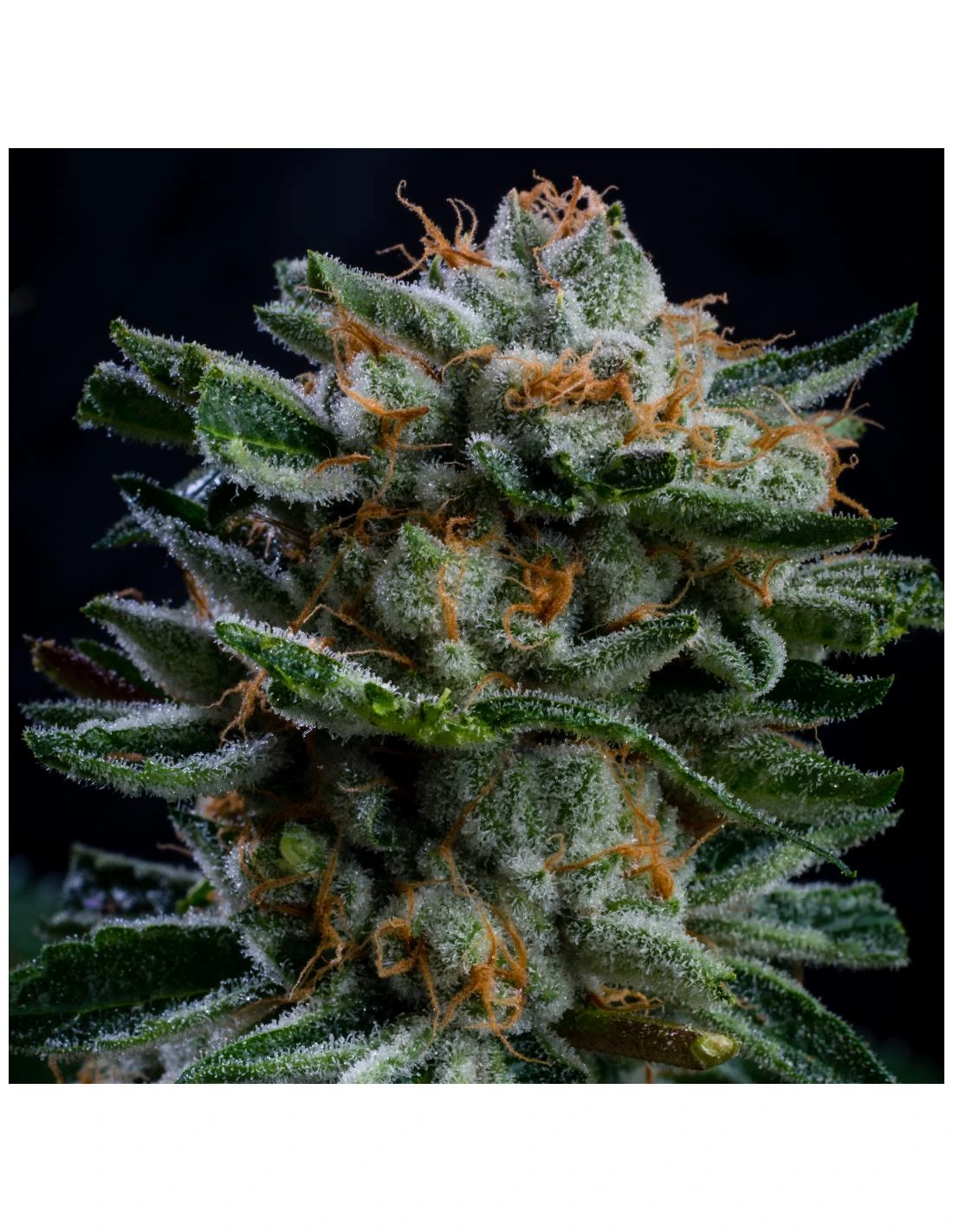 Gorilla Piña Auto - Imagem 6