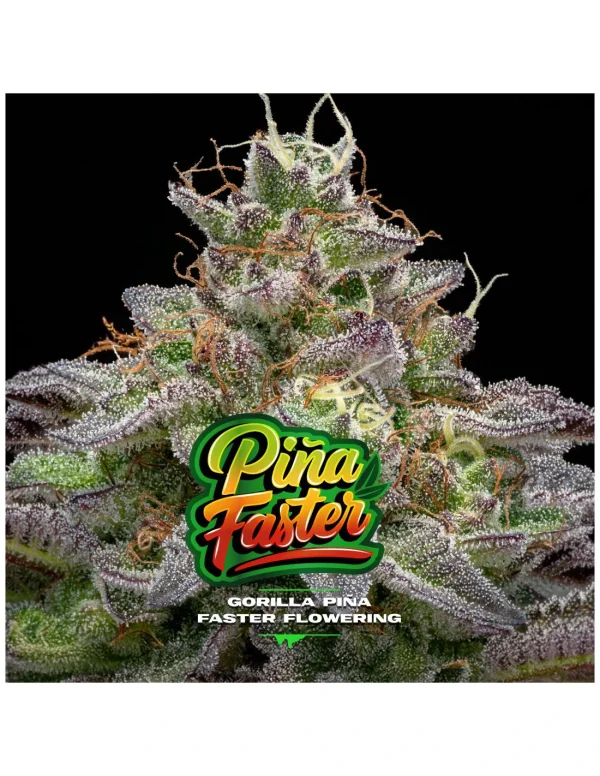 Gorilla Piña Faster Version - Imagem 5