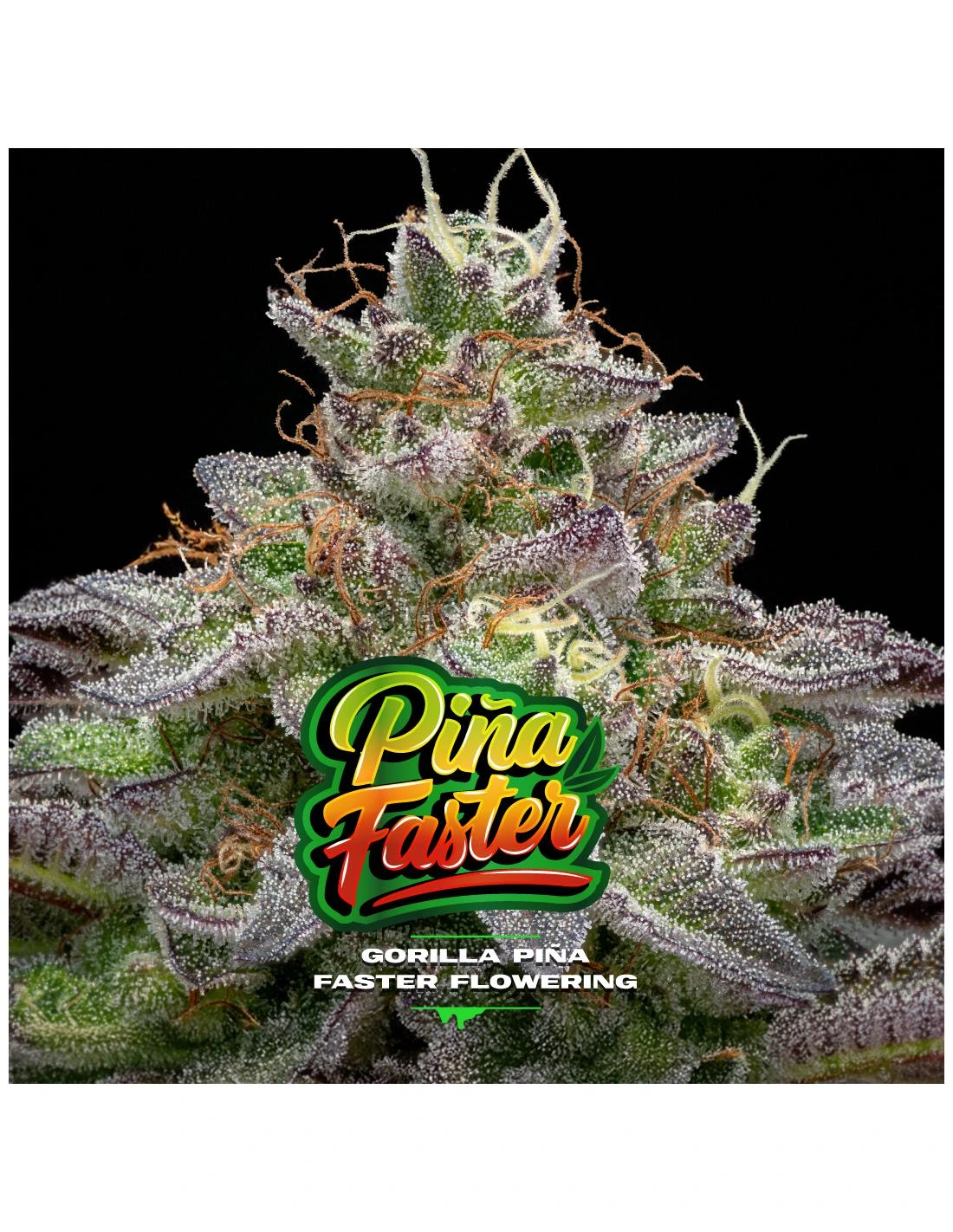 Gorilla Piña Faster Version - Imagem 5