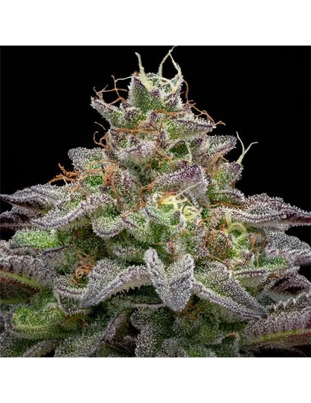 Gorilla Piña Faster Version - Imagem 6