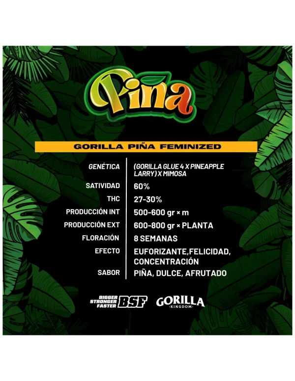 Gorilla Piña - Imagem 4