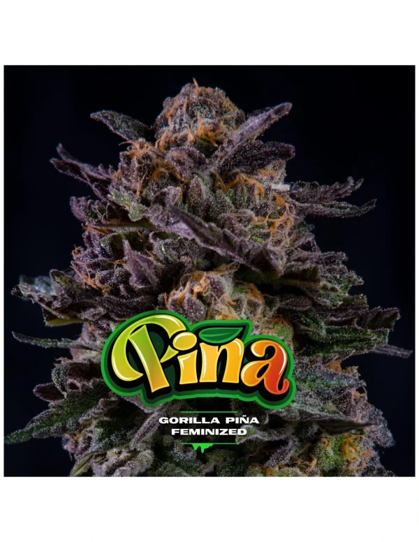 Gorilla Piña - Imagem 5
