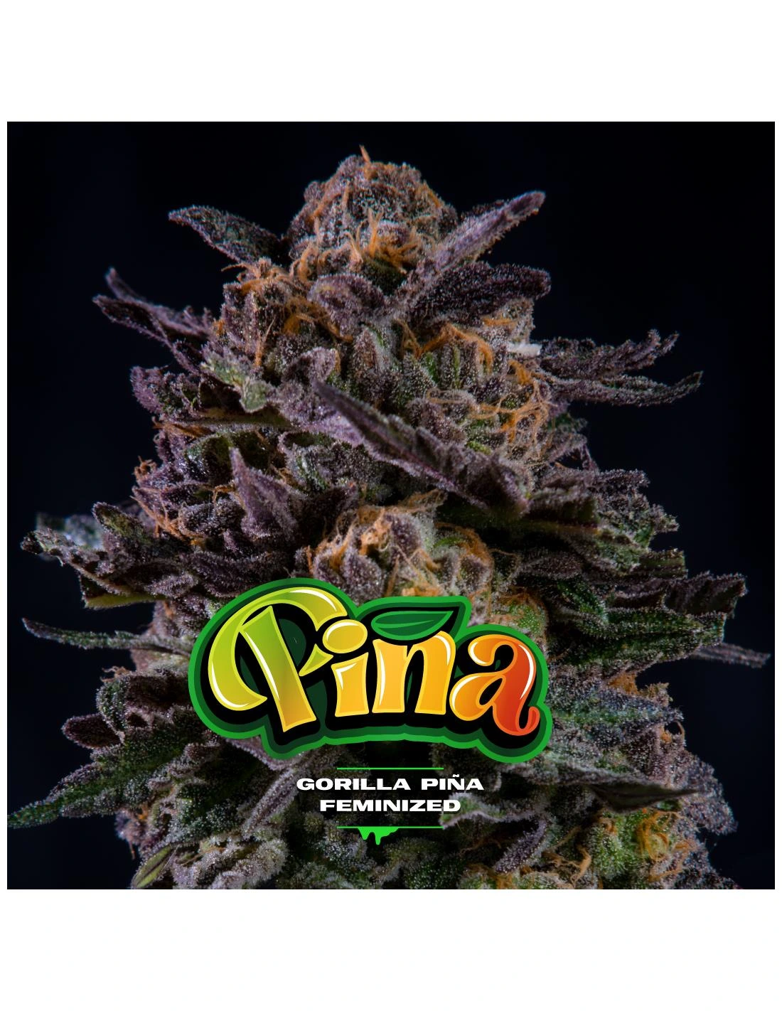 Gorilla Piña - Imagem 5