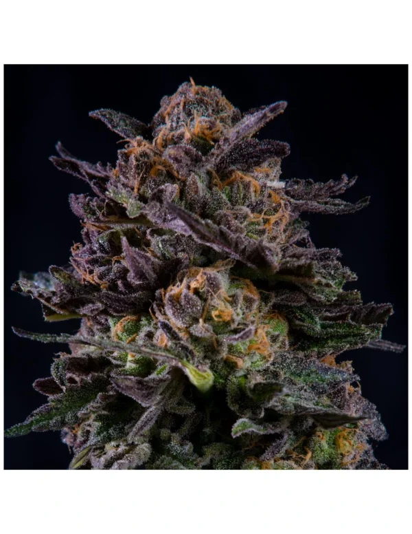 Gorilla Piña - Imagem 6