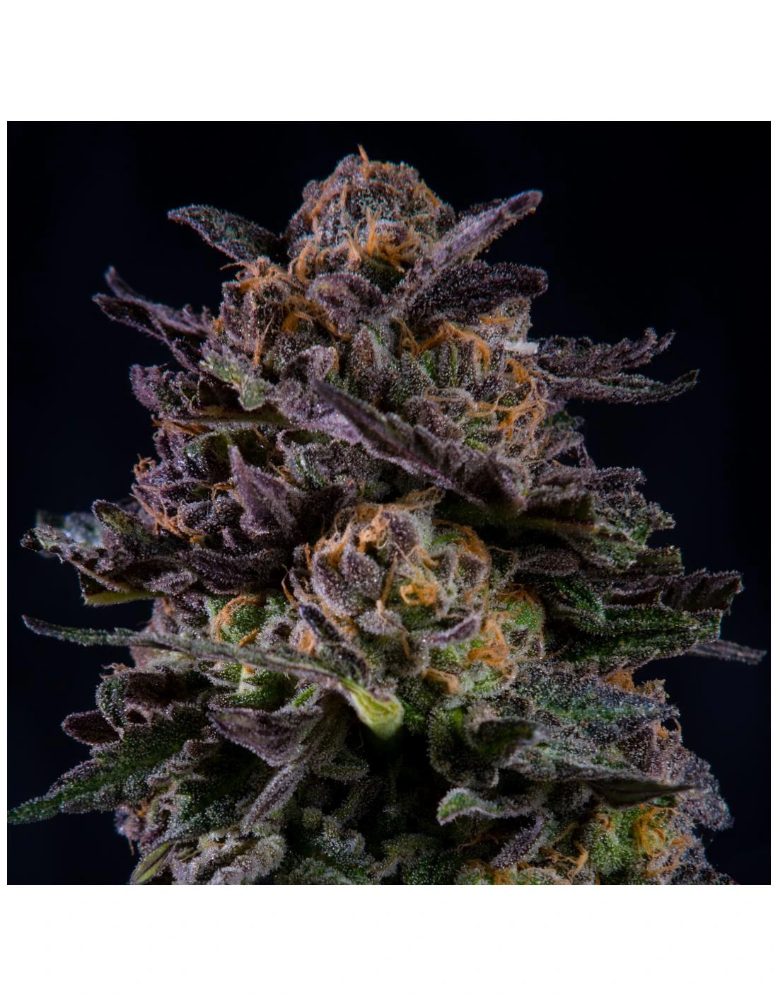 Gorilla Piña - Imagem 6