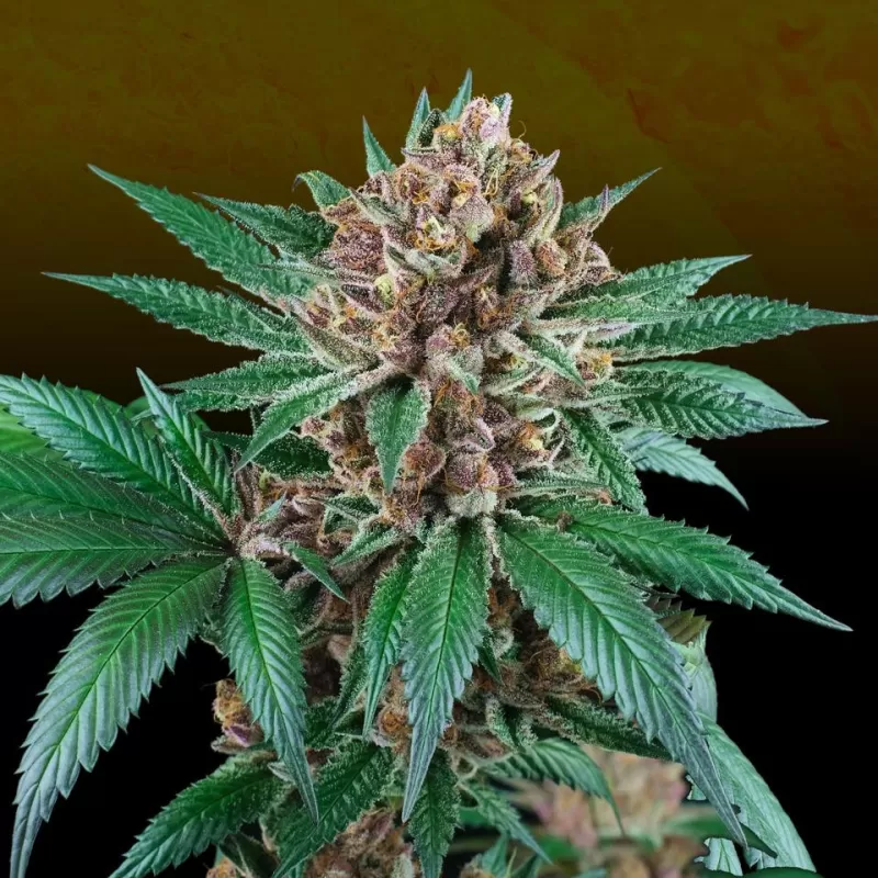 Iced Peach - Imagem 4