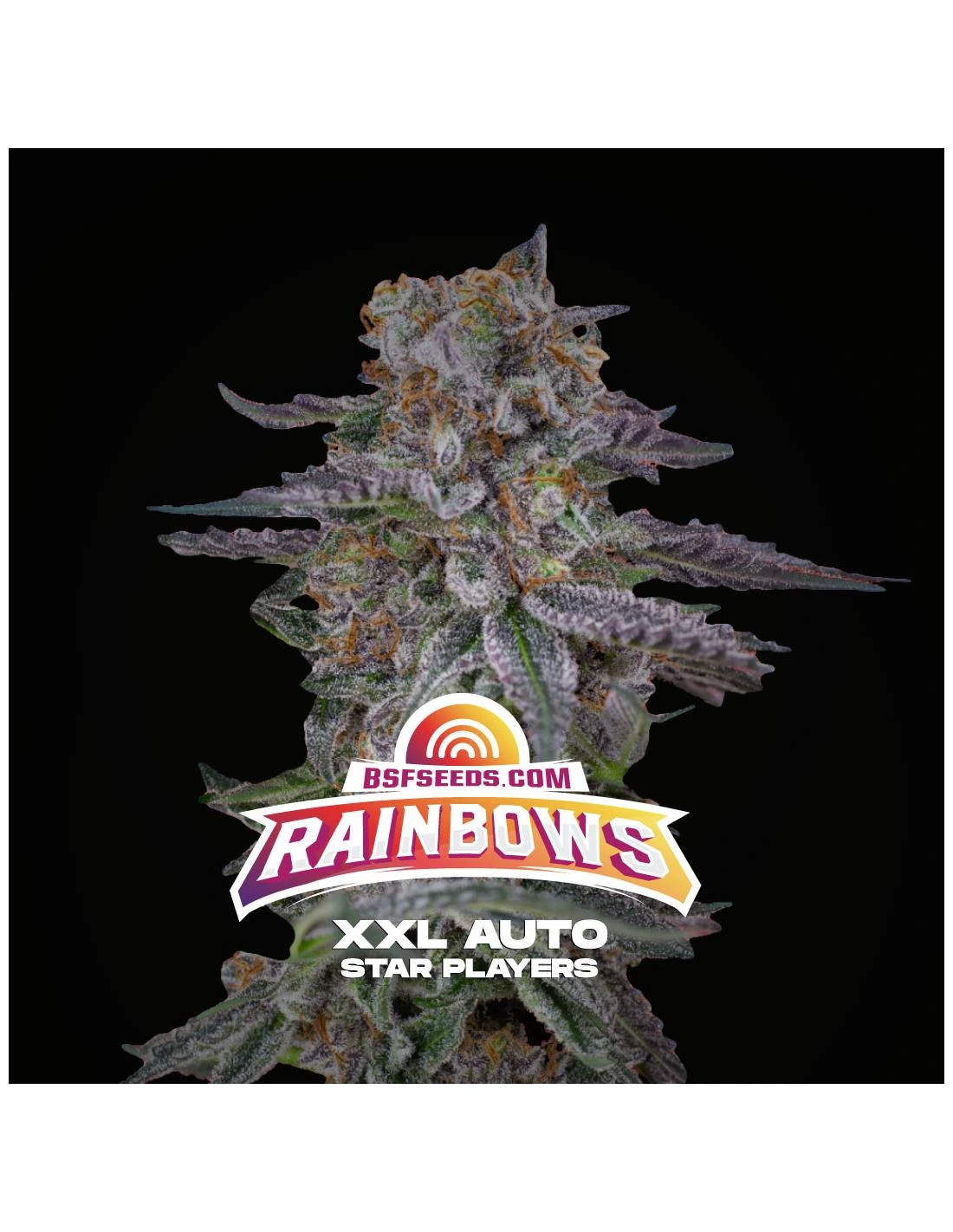Rainbows XXL Auto - Imagem 3