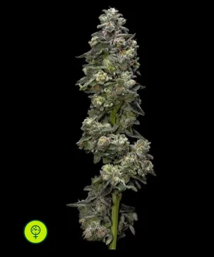 Baker´s Delight Auto