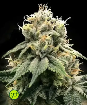 C.T.S. (Chocolate Truffle Shuffle)