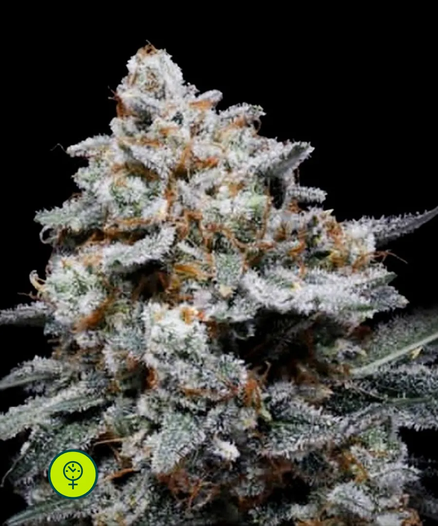 CheMACal Romance Auto