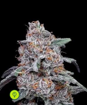 Purple People Eater Auto