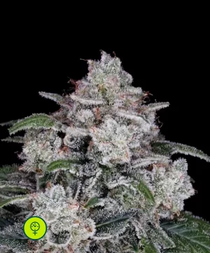 Return of the Mac Auto