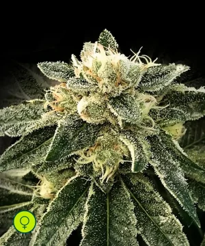 White Chocolope