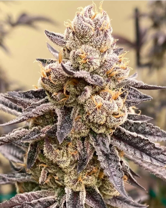 Gelato 33 BX - Imagem 3