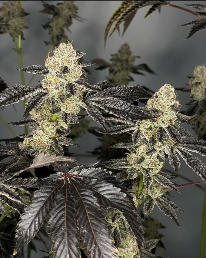 Gelato 33 BX - Imagem 4