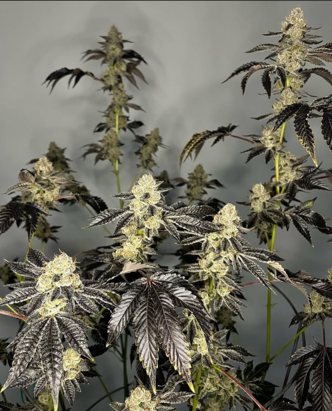 Gelato 33 BX - Imagem 5