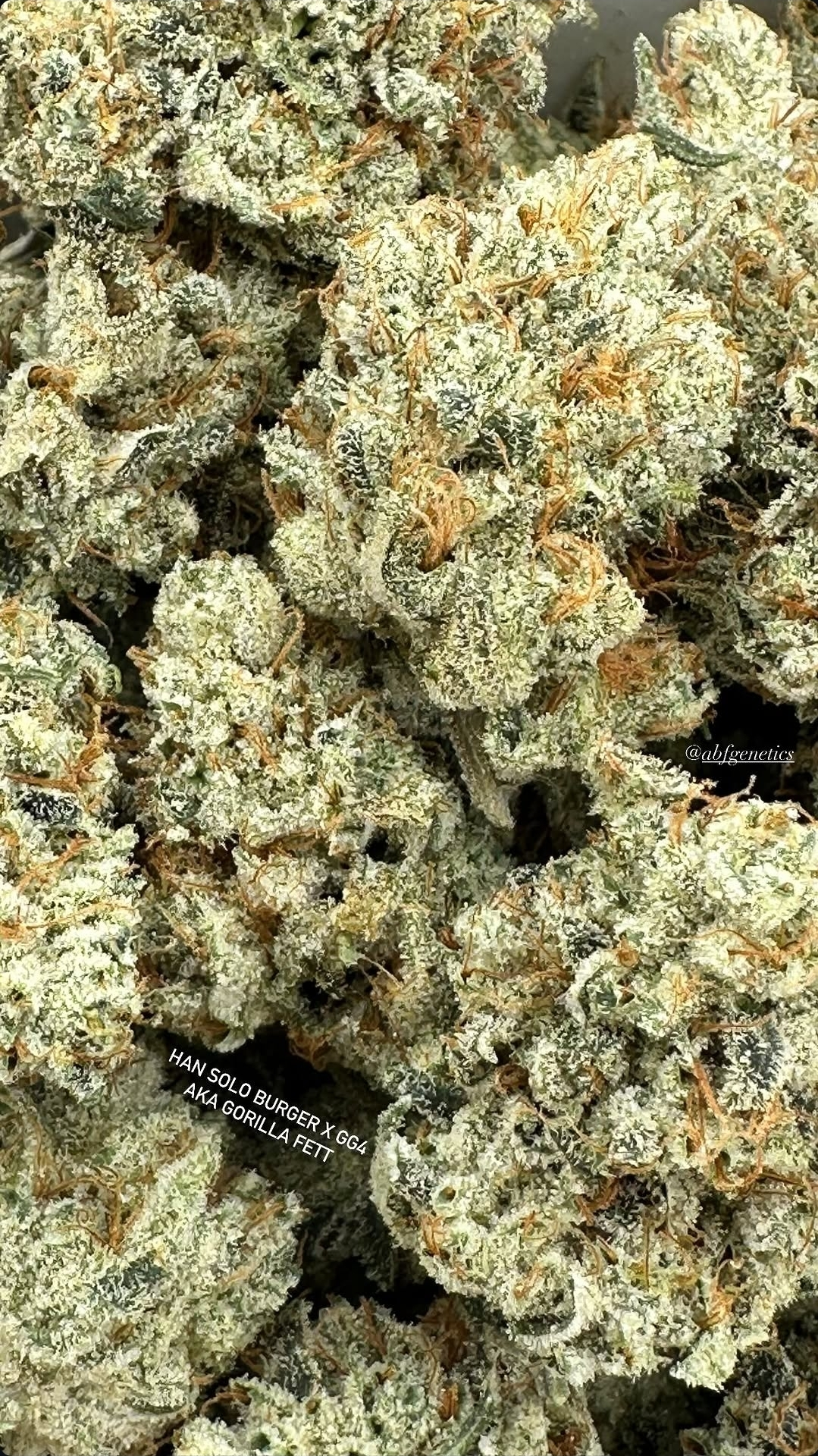 Gorilla Fett - Imagem 3