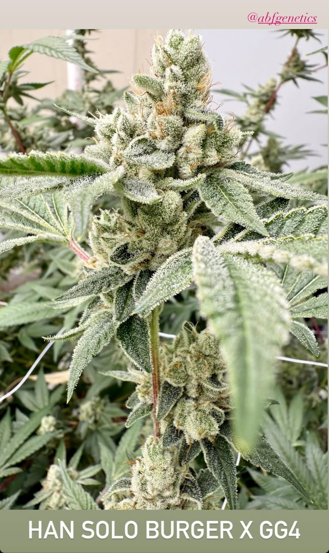 Gorilla Fett - Imagem 4