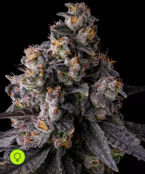 Rainbow Guavé _ (Rainbow Guava x Pavé)_