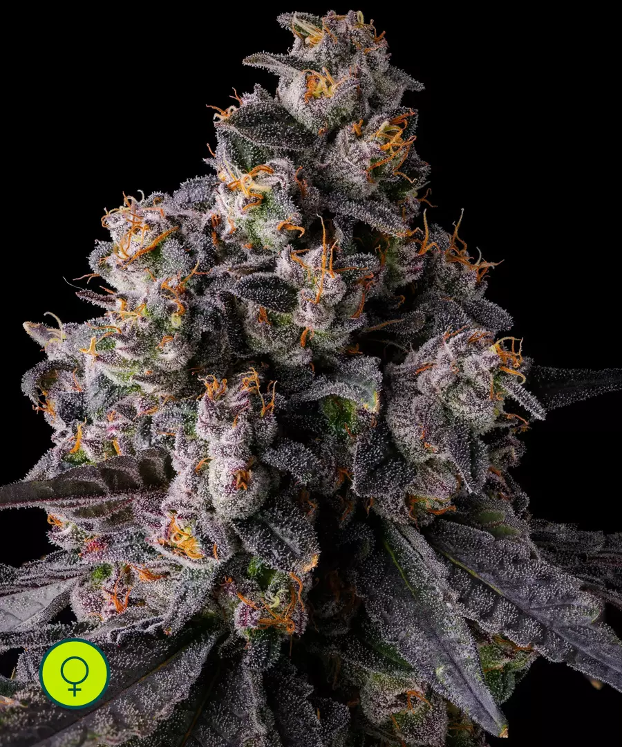 Rainbow Guavé _ (Rainbow Guava x Pavé)_