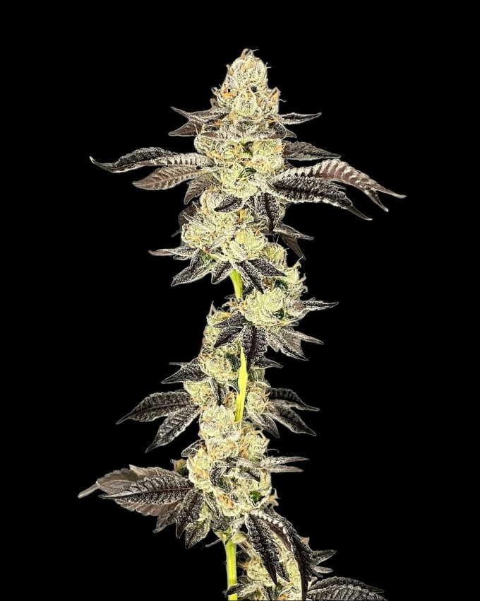 Gelato 33 BX - Imagem 6
