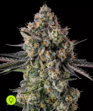 Zhampagne _ Blue Nerdz (Blue Cookies x Zkittlez) x Pavé_